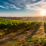 Permalink to Making History By Preserving Tradition : Winemaker Maria Alfonso Shares Her Craft at Txikiteo maria alfonso