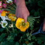 Permalink to Coming to a dinner table near you Photo of flowers being cut at Fiddler's Green farm in Boise, Idaho. The Modern is known for its emphasis on community engagement, and on top-notch, locally-sourced ingredients. These priorities are particularly appropriate during the pandemic, which has hurt Boiseans physically and economically.